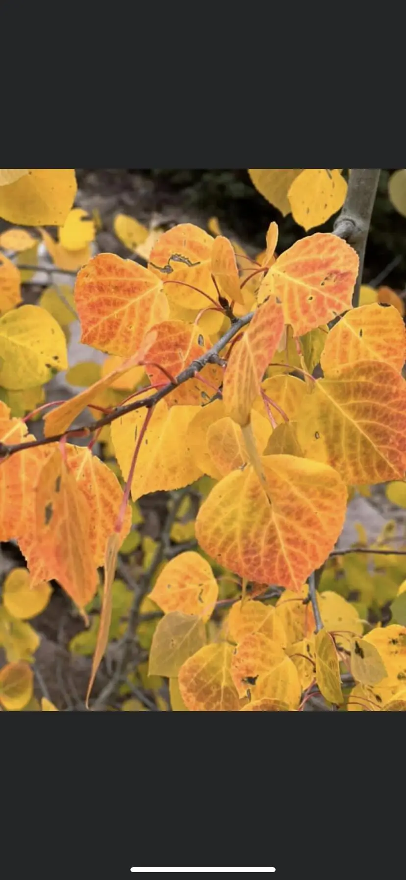 Lot #47-46 West Village Subdivision #Eagle Point Resort, Beaver, UT 84713 - #2