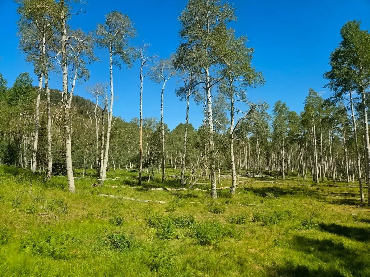 40 Acres Summit Mountain Rd, Brian Head, UT 84719 - #1
