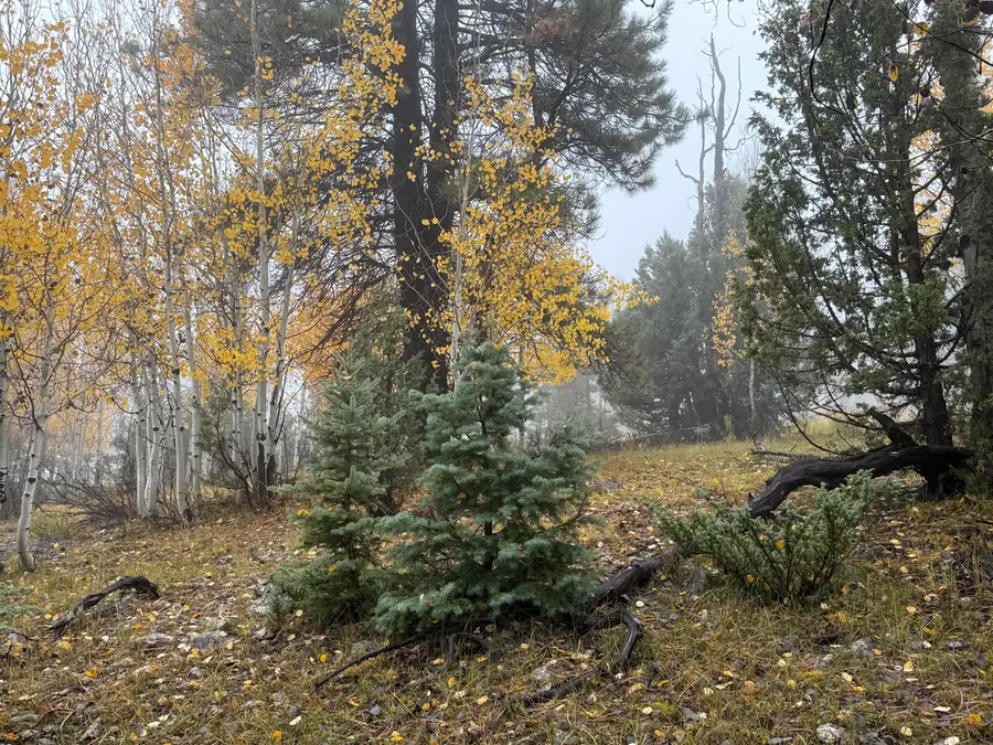 3215 E Debonair Dr, Duck Creek Village, UT 84762 - Image #3