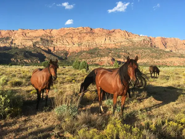 E Rnch Rd, Apple Valley, UT 84737