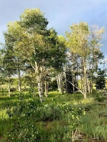 245 N Whispering Pines Rd, Kolob, UT 84767 - #1