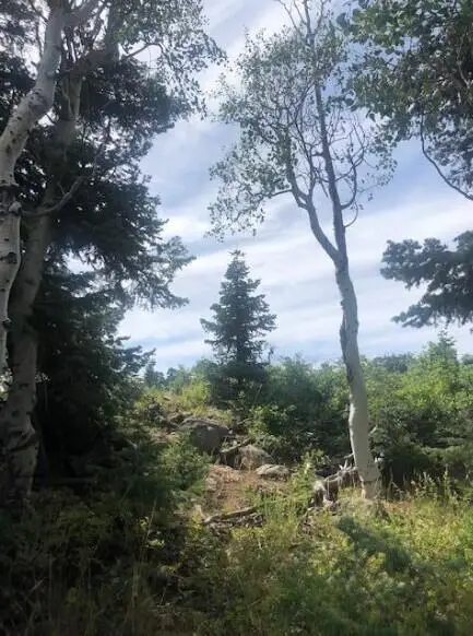 245 N Whispering Pines Rd, Kolob, UT 84767 - #2