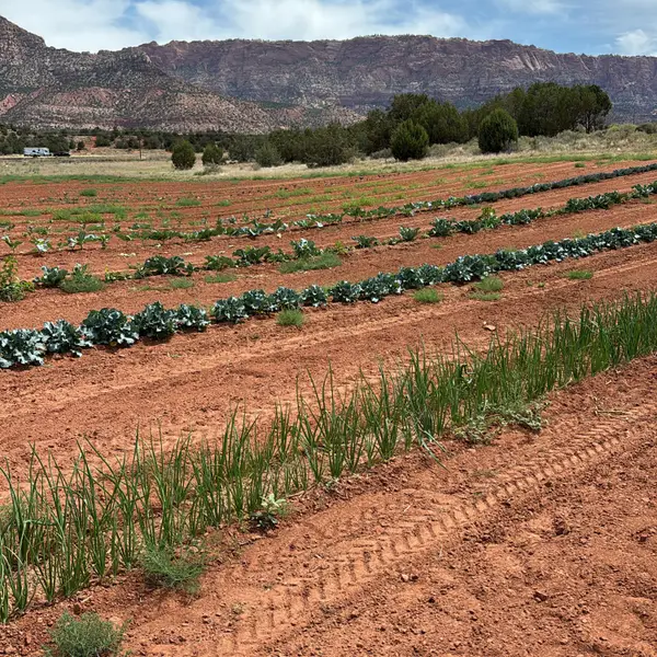 1260 State Highway 59, Outside Washington County, UT 84737