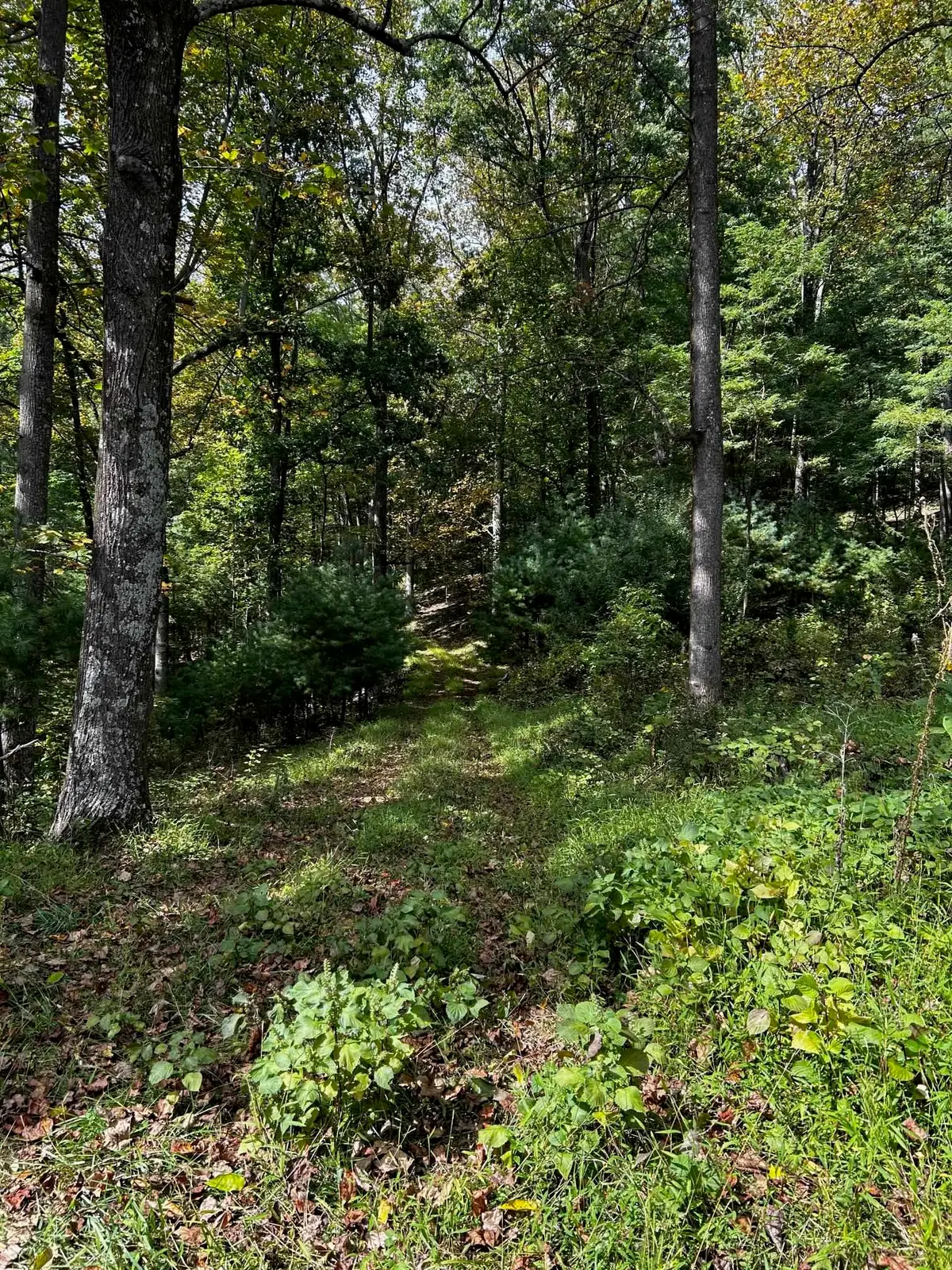 Rocky Branch Rd, Luray, VA 22835 - #1