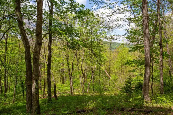 0 Church Mountain Ln, FULKS RUN, VA 22830