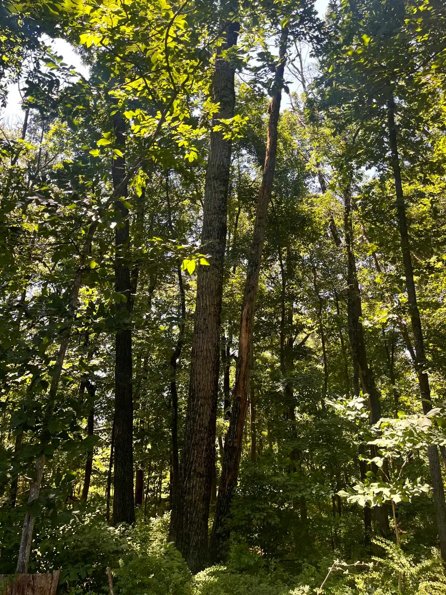 TBD Spottswood Rd, Spottswood, VA 24476 - #3