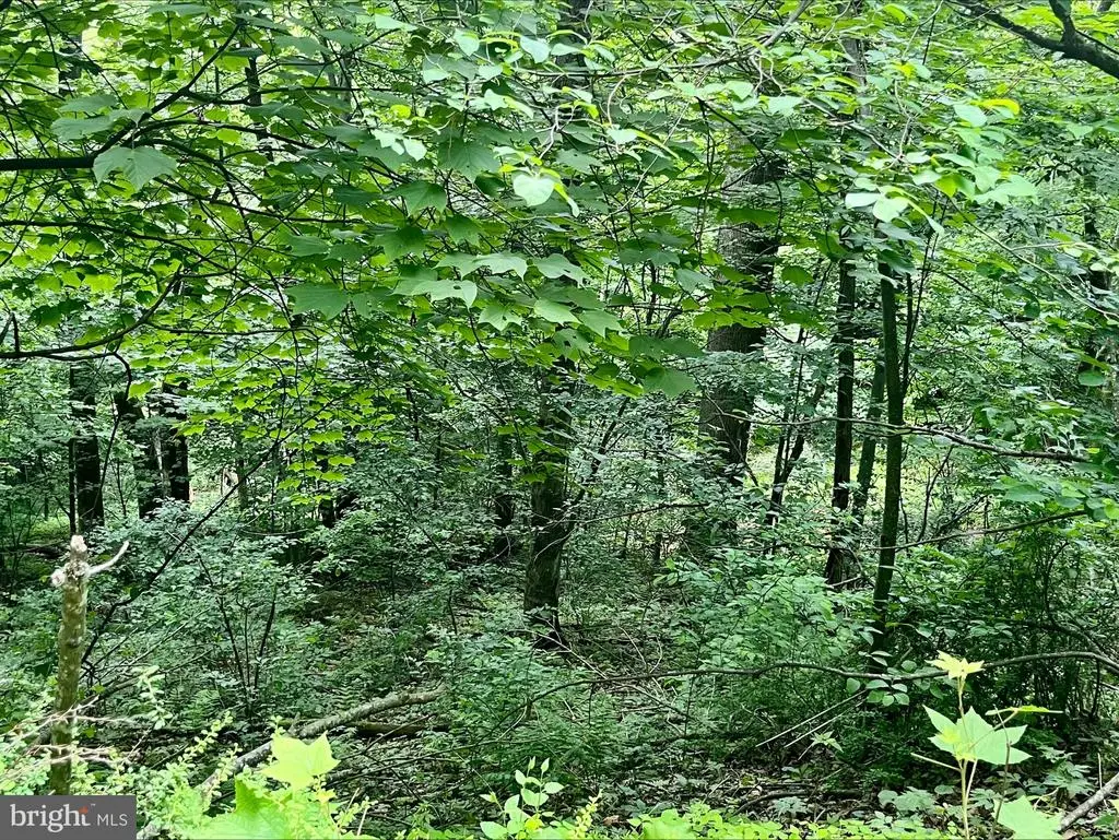 Greenway Lane, Luray, VA 22835 - #1