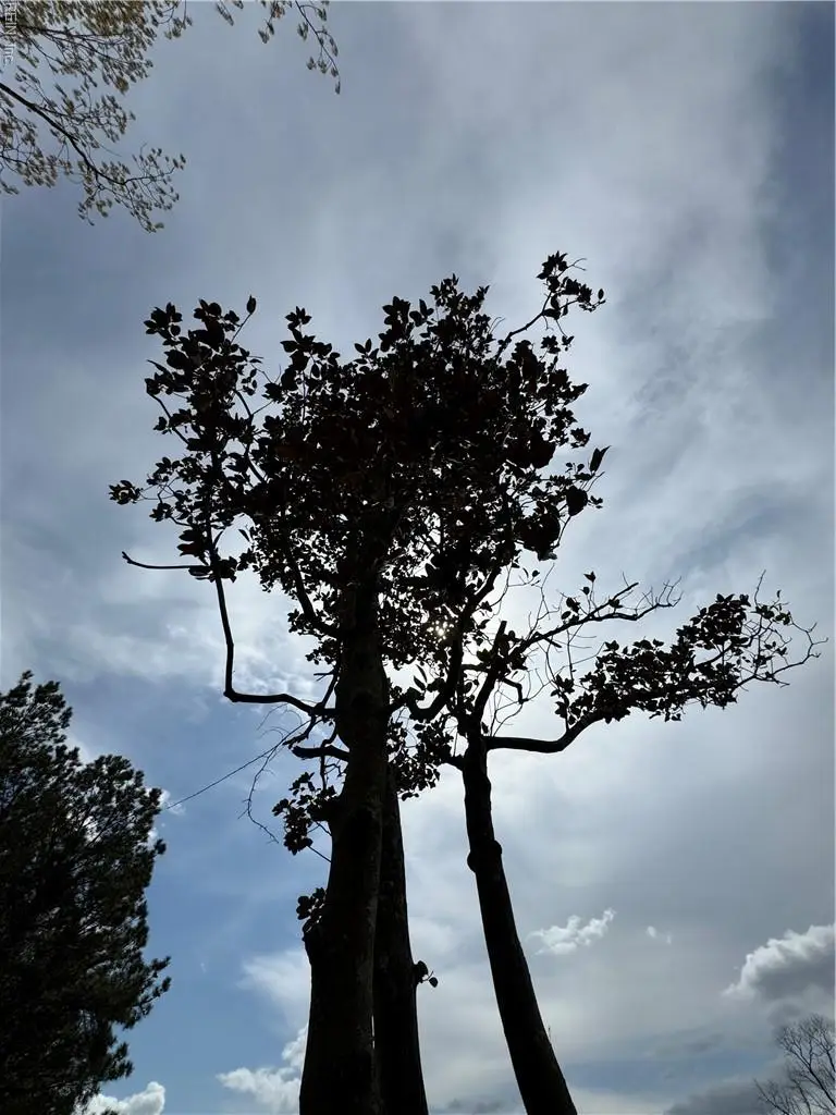 4.51AC Hog Island Road, Surry, VA 23883 - #2