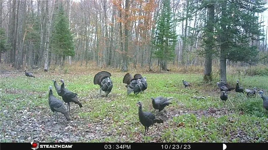 N3711 Cloverland Road, Ladysmith, WI 54848 - Image #2