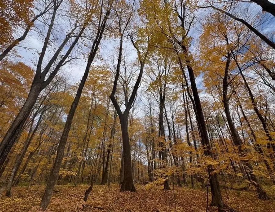 154XX Durphee Lane, Hayward, WI 54843 - Image #3