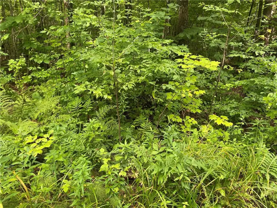 Near County Road W, Winter, WI 54896 - Image #2