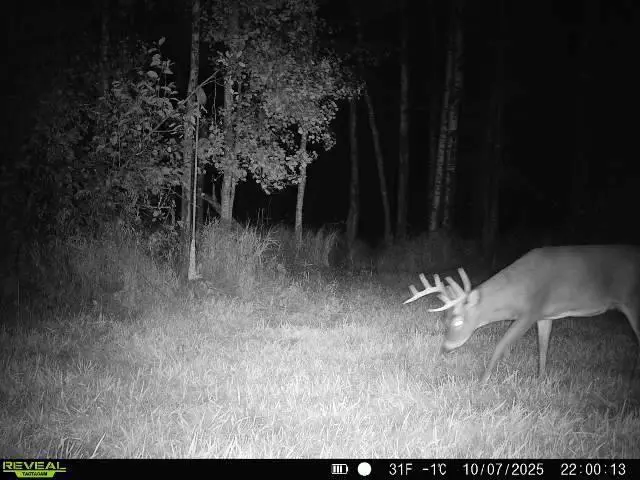 xxx Old 14 Road, Weyerhaeuser, WI 54895 - Image #3