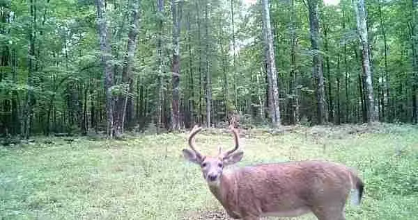 Lot 4 Off Highway 77, Hayward, WI 54843 - Image #1