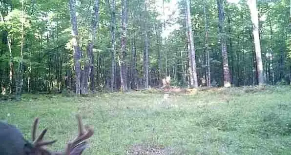 Lot 4 Off Highway 77, Hayward, WI 54843 - Image #2