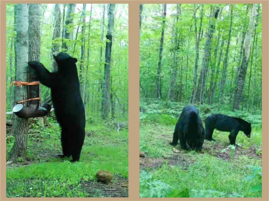 70455 Hoover Line Road, Iron River, WI 54847 - Image #3