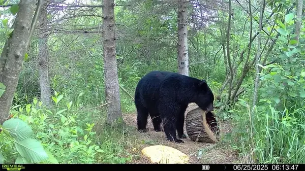 XXX Town Road T, Dairyland, WI 54830