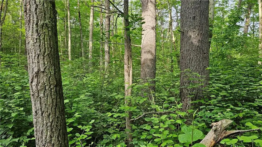 Lots 13-20, 23-28 Woodland Avenue, Hayward, WI 54843 - Image #3