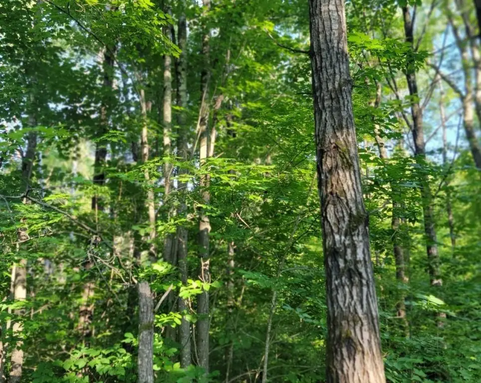 On Daisy Lane, Ojibwa, WI 54862 - #1