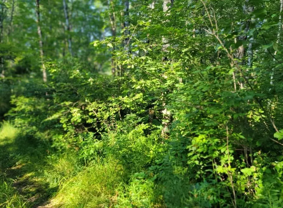 On Daisy Lane, Ojibwa, WI 54862 - #3