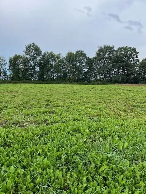 Lot 25 W Hill Street, Thorp, WI 54771 - Image #2