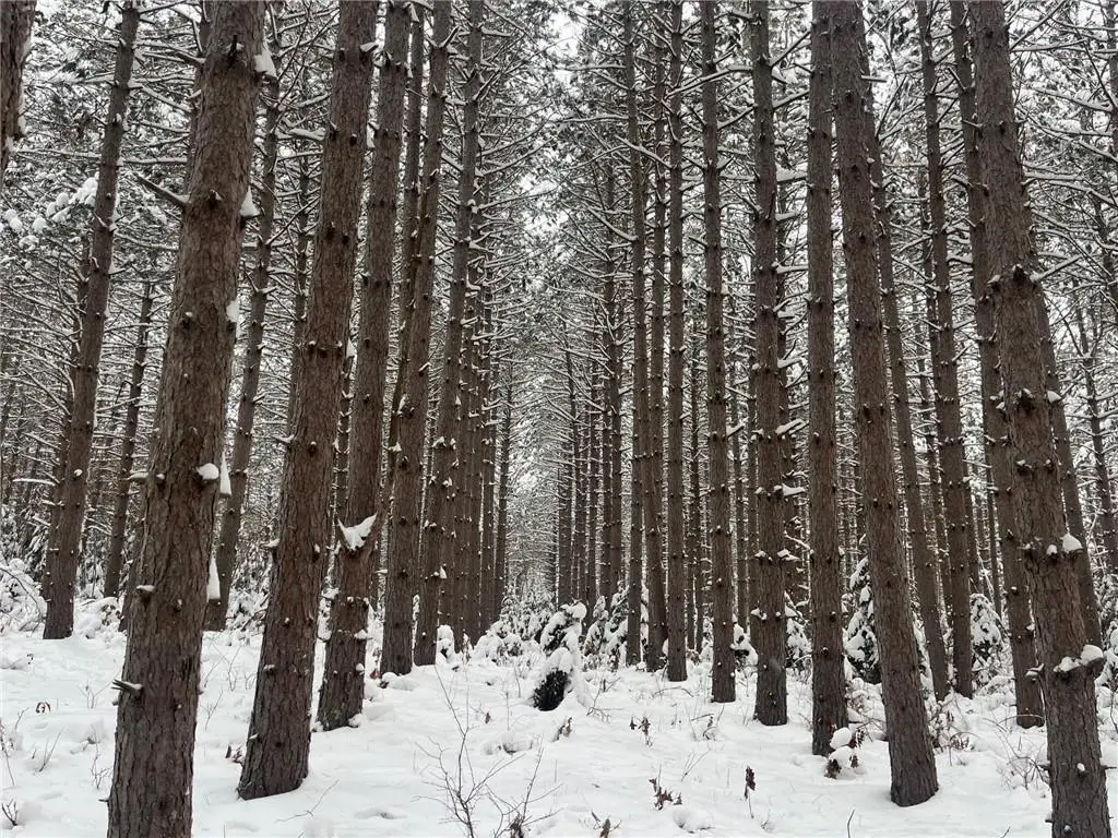 29931 Minerva Road, Danbury, WI 54830 - Image #1