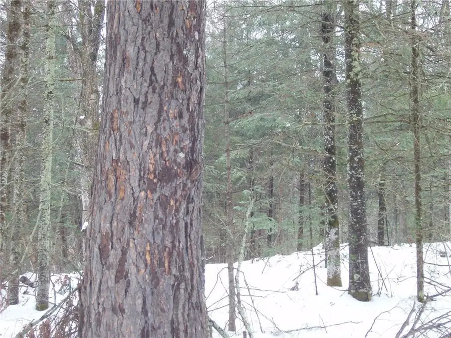 N14335 Krucky Road, Fifield, WI 54524 - Image #2