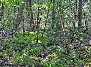 N 2723 HWY 253, Sarona, WI 54870 - #1