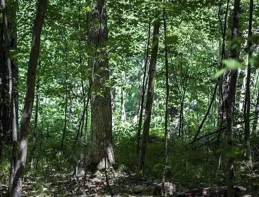 N 2723 HWY 253, Sarona, WI 54870 - #2