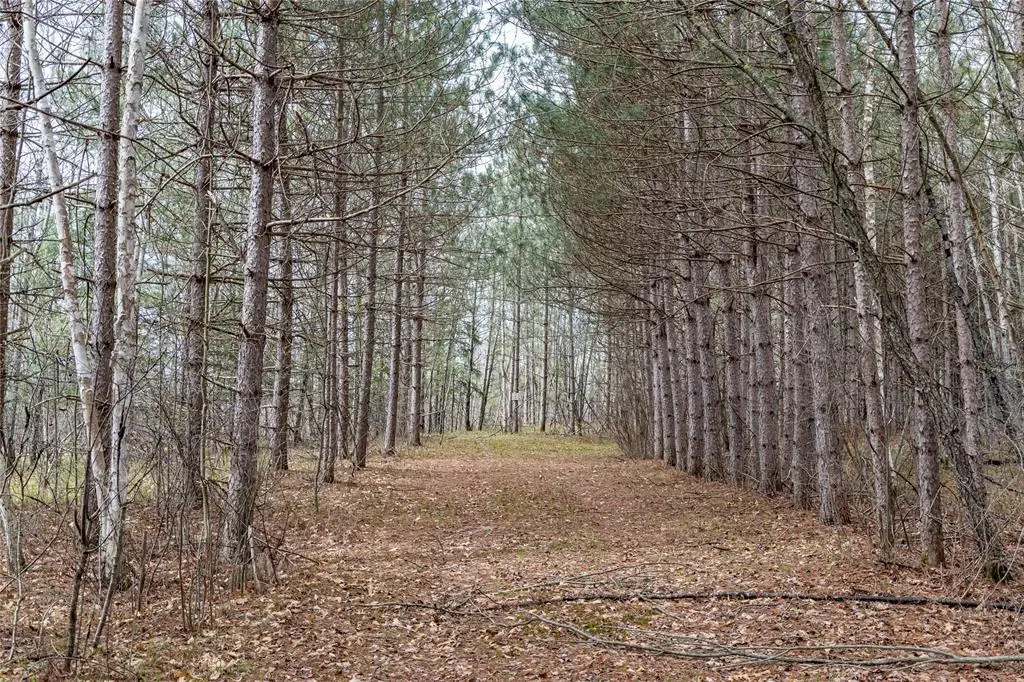 40 Acres Adams & Jones Road, Bruce, WI 54819 - #1