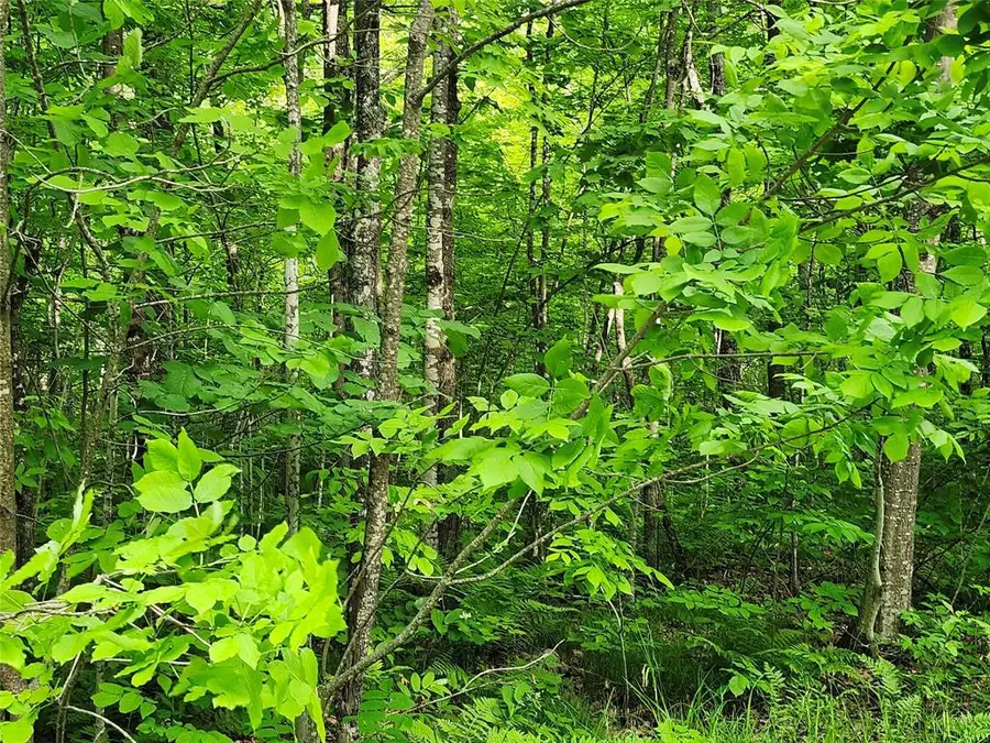 Off Borrie Road, Couderay, WI 54828 - #2