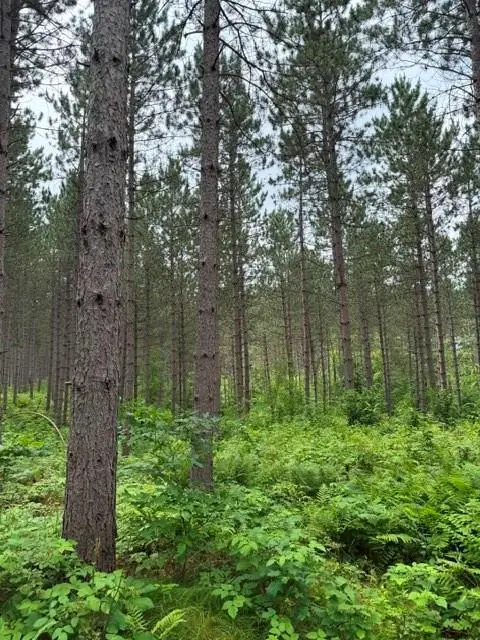 N 20 Acres 5th Ave, Trego, WI 54888 - #3