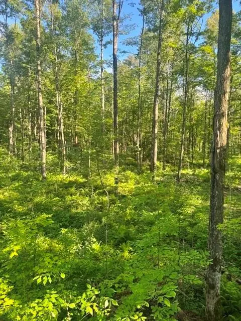XXX East Grow Road, Conrath, WI 54731