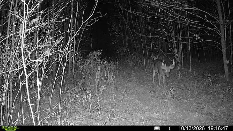 78.41 Acres Jew Creek Road, Hawkins, WI 54530 - #3