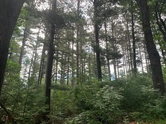 22.35AC ON BEAVER AVENUE, Nekoosa, WI 54457 - Image #1