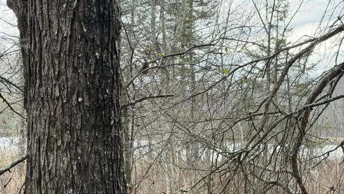 Lt 3 BOAT LANDING 11 ROAD, Silver Cliff, WI 54104 - Image #1