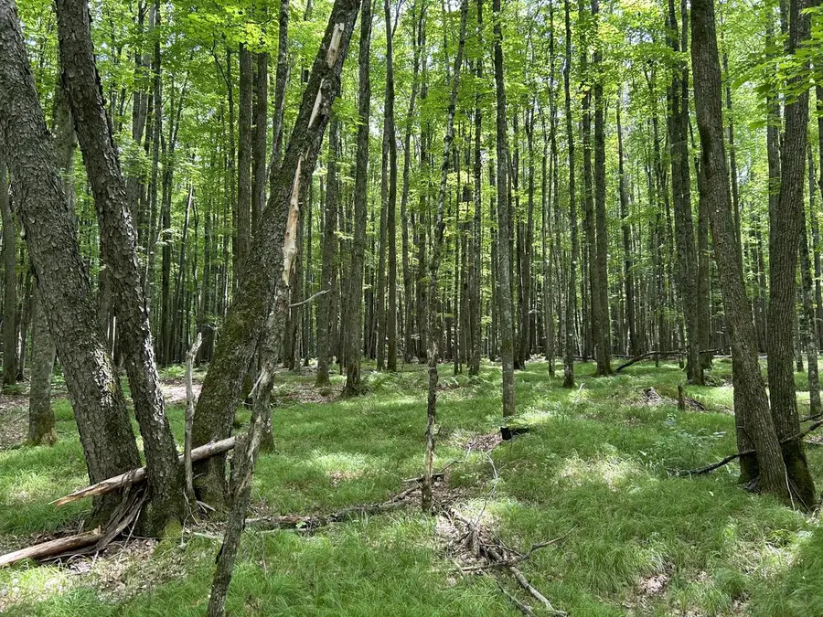 Lt44 BIG CUB TRAIL, Laona, WI 54541 - Image #3