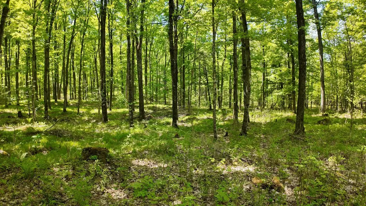 Lt1 FEDERAL FOREST ROAD #3903, Laona, WI 54541 - #1