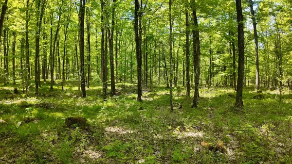 Lt1 FEDERAL FOREST ROAD #3903, Laona, WI 54541