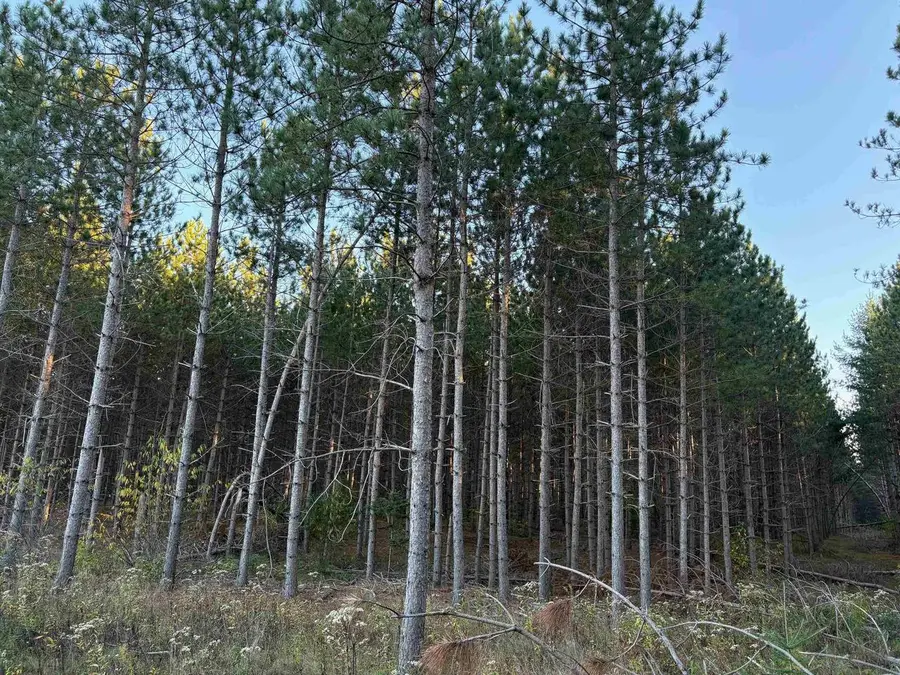 Lot 1 Plantation Road, Pelican Lake, WI 54463 - #2