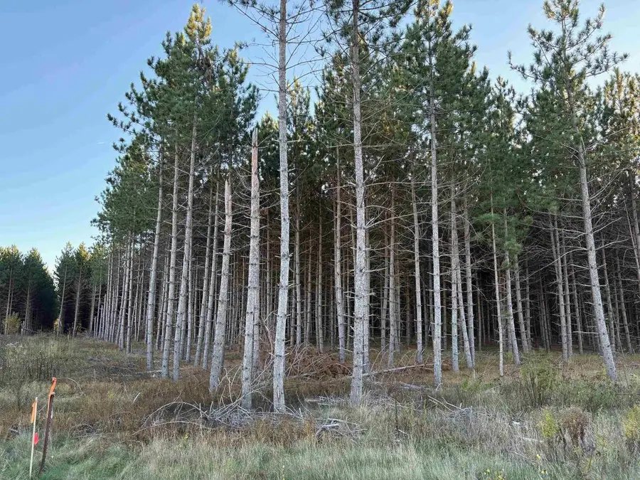Lot 4 Plantation Road, Pelican Lake, WI 54463 - #2