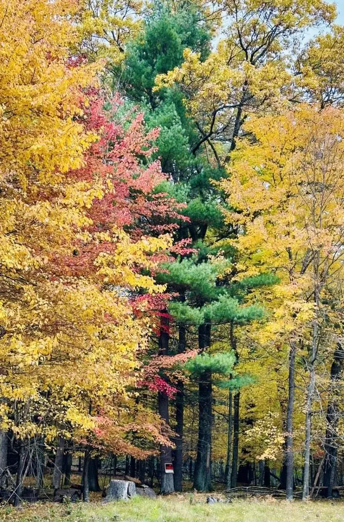 Lot 33 S Badger Lane, Arkdale, WI 54613 - Image #3