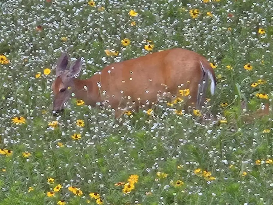 Lot 6, .48 Acre Glen Becker Trail, Wisconsin Dells, WI 53965 - #3