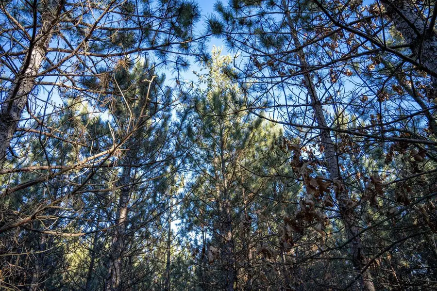 Lot 4 11th Drive, Friendship, WI 53934 - #3