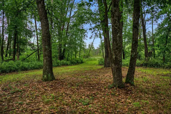 20 Acres Badger Avenue, Nekoosa, WI 54457