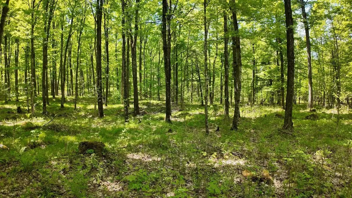 Lot 1 Federal Forest 3903 Road, Laona, WI 54541 - #1