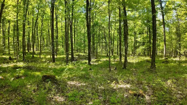 Lot 1 Federal Forest 3903 Road, Laona, WI 54541