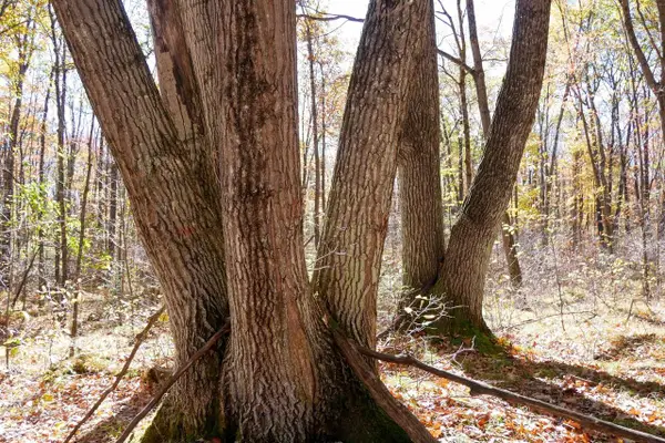 +/-76.79 Acres WELLINGTON LAKE DRIVE, Medford, WI 54451