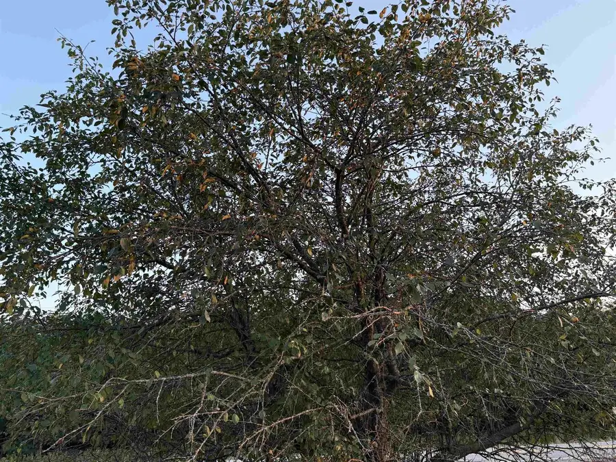 Lot 3 EAU CLAIRE RIVER ROAD, Aniwa, WI 54408 - Image #3