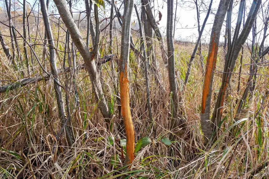 +/-23 Acres TOWER AVENUE, Medford, WI 54451 - Image #3