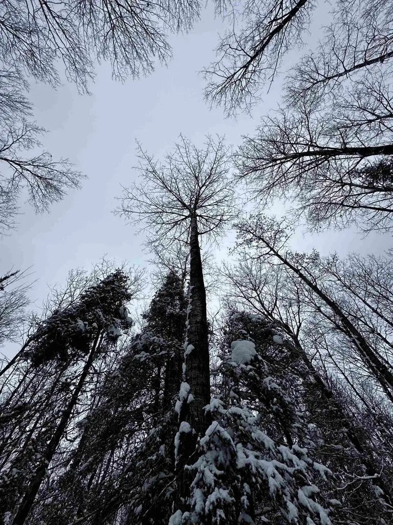 15865 THRASHER ROAD, Alvin, WI 54542 - Image #3